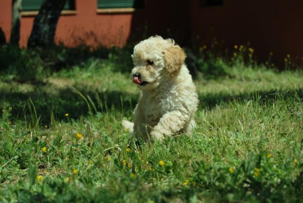 Camada de caniche toy apricot excelentes