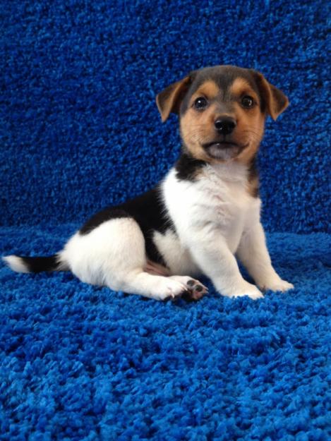 Camada de Jack Russell con pedigree de autentica raza