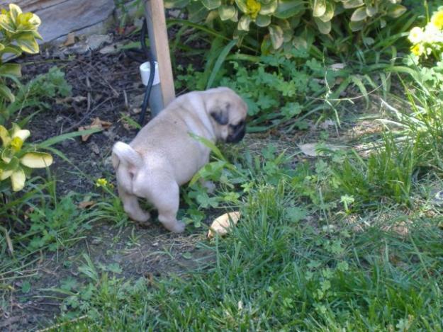 Carlino cachorros con pedigree