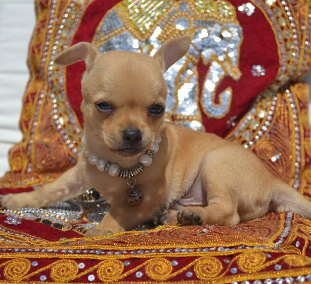 Criadora de Chihuahuas vende precioso cachorrito muy bonito!