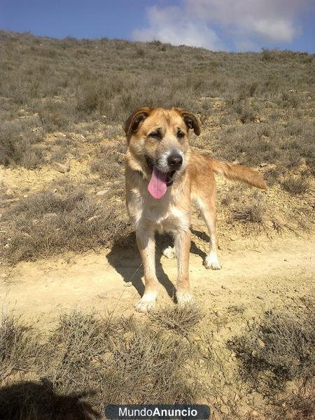 DAMOS PERRO PASTOR DE UN AÑO