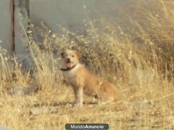 perrita abandonada en las calles de jaen