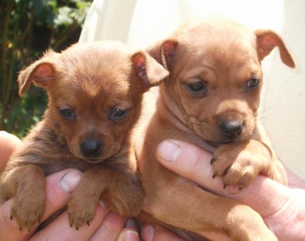 PRECIOSOS CACHORRITOS DE PINSCHER MINIATURA CRIADORES PROFESIONALES