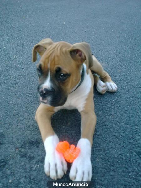 Se vende cachorro Boxer