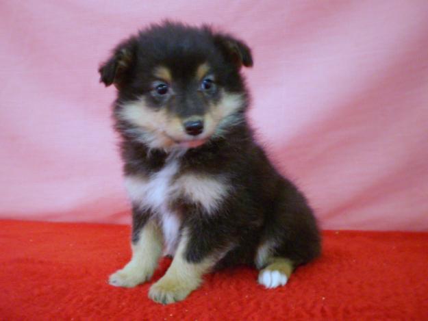 SHETLAND SHHEPDOG CACHORROS