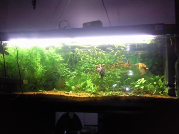 vendo acuario 300 itros con mueble todo como nuevo 200e