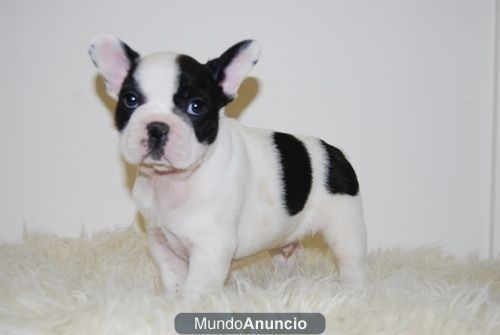 Bulldog Frances con 2 meses ( Vaquitas u Fanw ) Disponibles