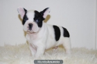 Bulldog Frances con 2 meses ( Vaquitas u Fanw ) Disponibles - mejor precio | unprecio.es