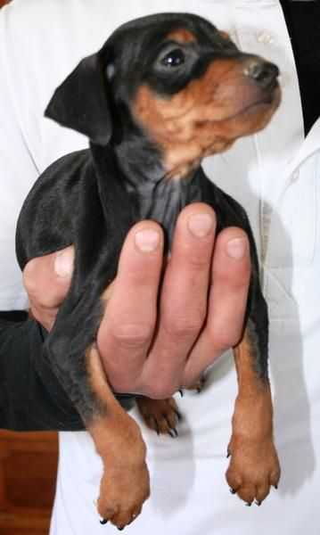 CACHORROS DE PINSCHER MINIATURA 450