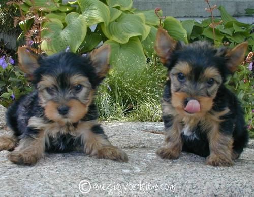 cachorros de yorkie para la adopción libre