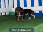 Cavalier, cachorros increibles ¡ Pura raza! - mejor precio | unprecio.es