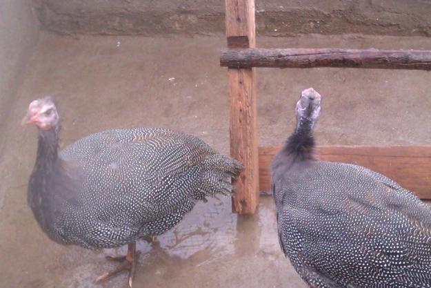 gallinas de guinea