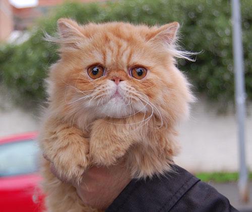 Leo. Gatito persa rojo.