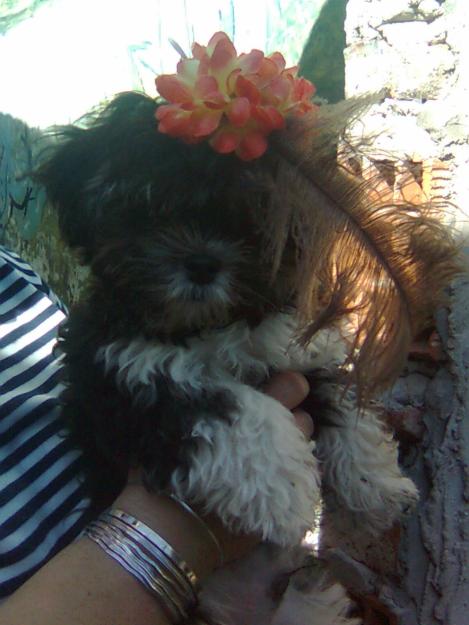 MALTIPOO  CACHORROS (MALTES/CANICHE)