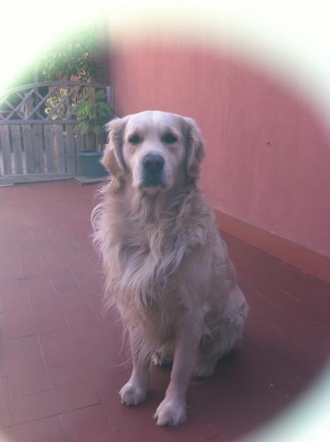 ofrezco golden retriever para montas