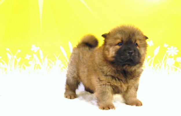 Preciosos Chow-Chow nacionales