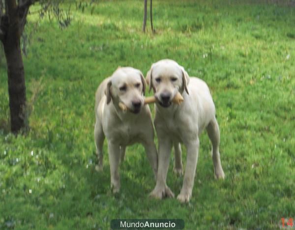 precisiosa camada de labradores