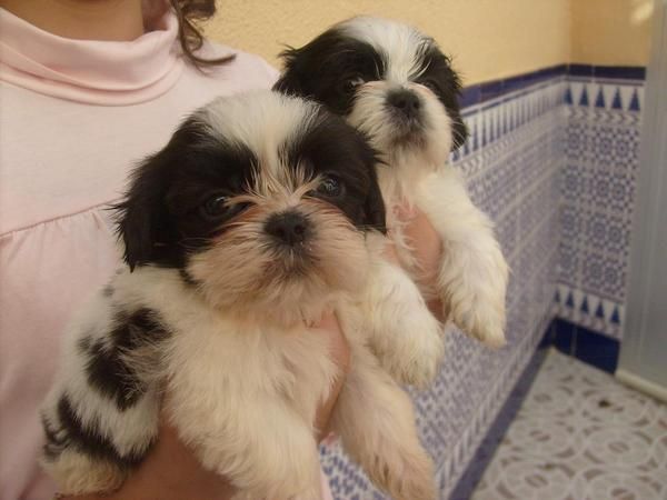 shih tzu muy chatitos y preciosimos