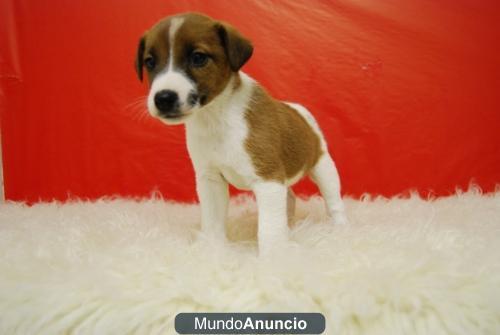 Jack russell terrier en madrid¡¡ preciosos