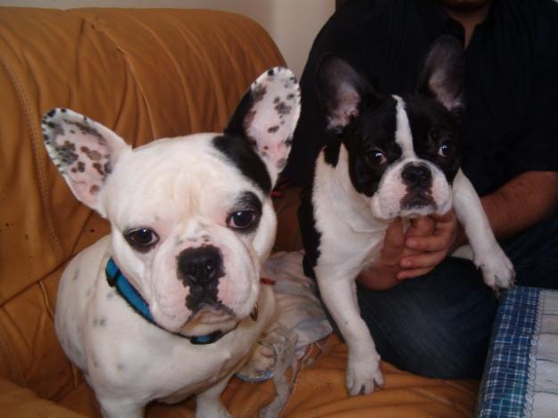 5 cachorritos de bulldog frances en venta