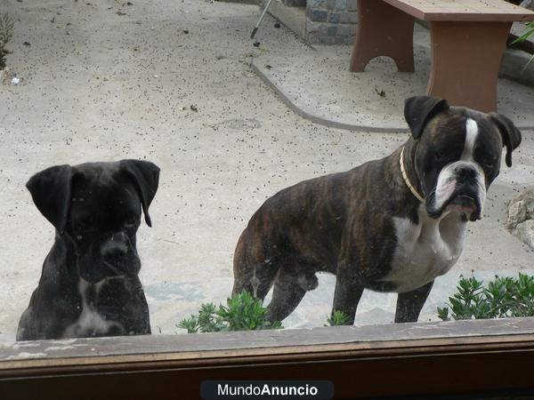 boxers atigrados