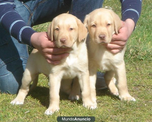 Cachorros Labrador 300€