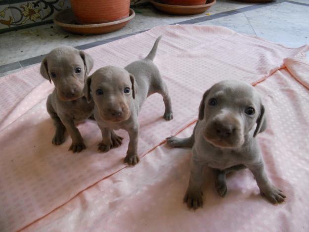 Camada de bracos de weimar ( weimaraner )