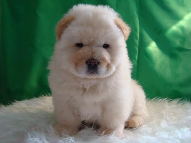 Chow Chow blanco ejemplares de calidad