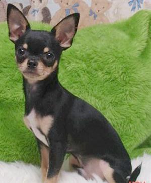 compro perro macho de raza chihuahua por 150 a 250 euros