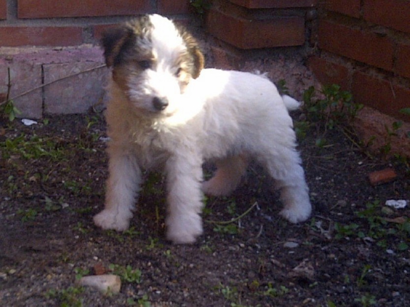 Fox terrier cachorros tricolor