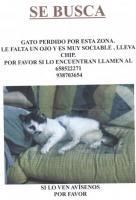 GATO TUERTO PERDIDO EN GRANOLLERS