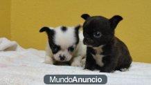 tengo chihuahuas para estas navidades y reyes y tengo ahora disponibles ambos sexos pedegri vacunados