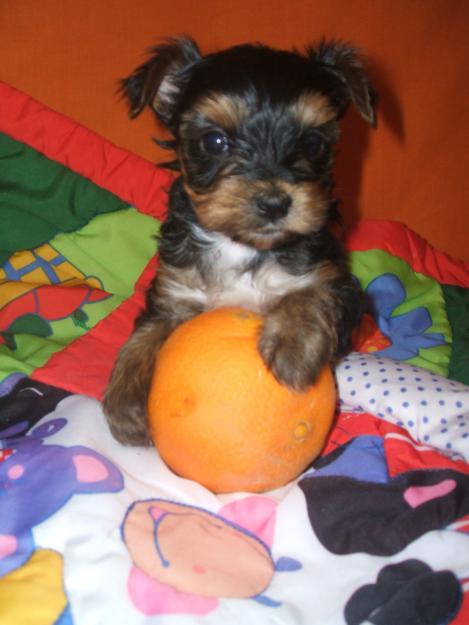 Yorkshire Mini vendo Cachorros