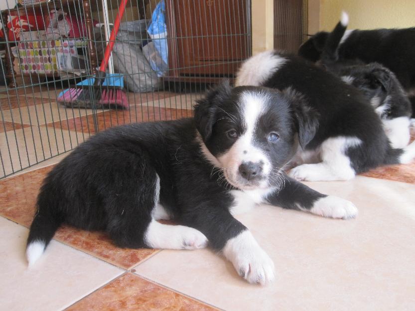 Última hembra de Border Collie