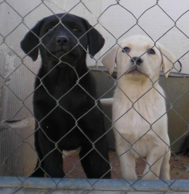 Cachorros de Labrador