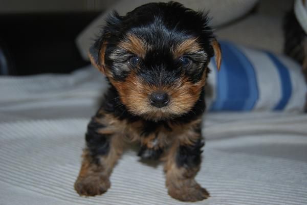 Cachorros de yorkshire