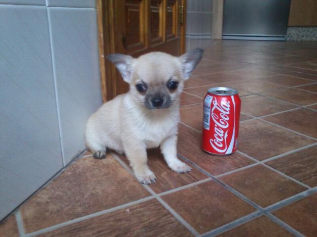 chihuahua mini