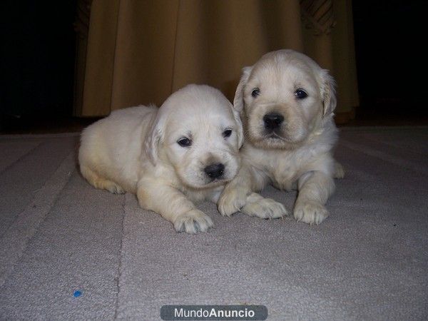 Golden Retriever con magnifico Pedigree .Economicos.