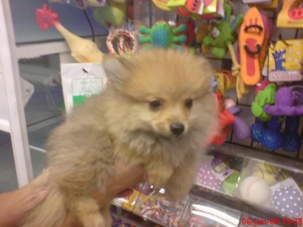 Pomerania pequeños zorritos, perros, cachorros, criadero, venta.   Somos un criadero que disponemos de más de 20 razas d