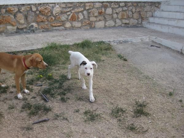 se venden dos cachorras de dogo aleman