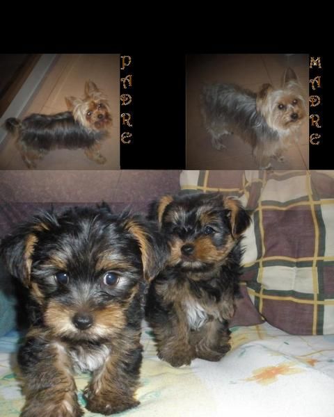 vendo preciosos cachorritos yorkshire