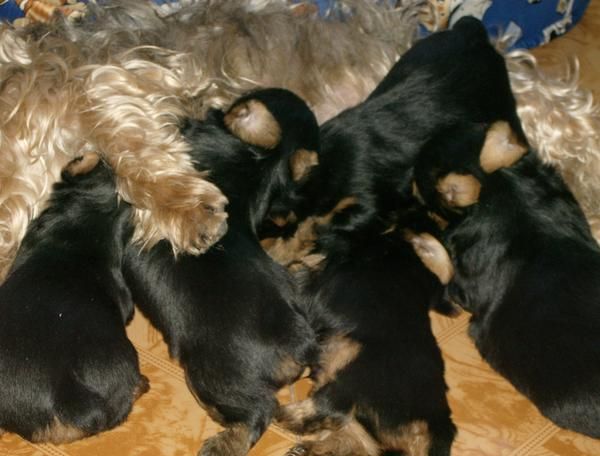 Yorkshire terrier, cachorros