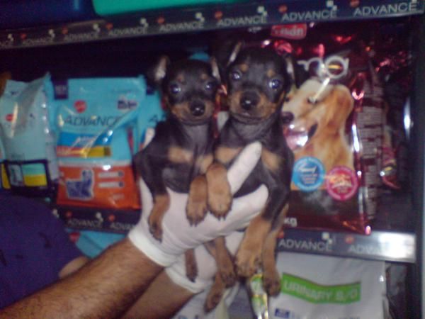 CACHORRITOS DE MINI PINCHER, CALIDAD EXCELENTE 530 EUROS