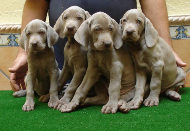 Cachorros braco de weimar con pedigree de lujo.