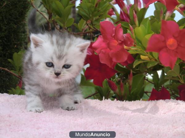 En venta gatitos British shorthair, silver-tabby