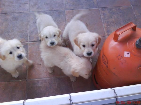 Golden Retriver cachorros 300 euros.