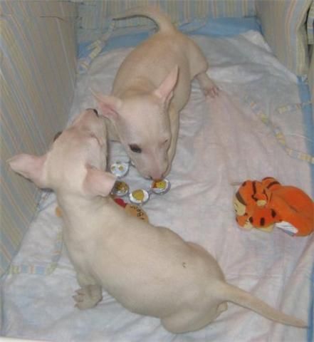 Impresionante macho bull terrier gerbal con un año se entrega con cartilla, desparasitado,