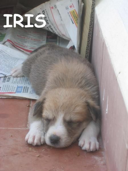 Iris, cachorrita de 1 mes y medio