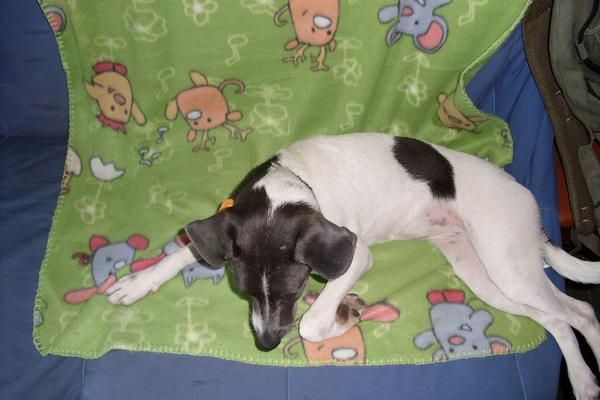 Lucia, cachorrita enanita en adopcion