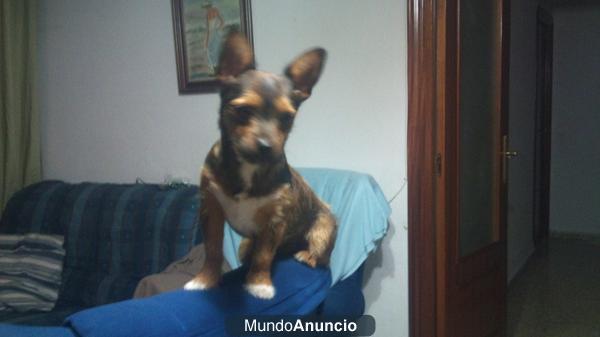 PERRITO BUSCA HOGAR